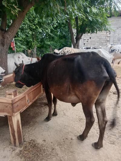 COWS/QURBANI COWS/CAMELS/BULLS 03125173572