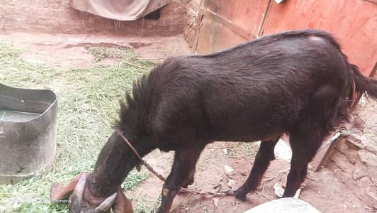 Qurbani Bakra for sale