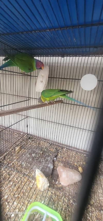 parrot