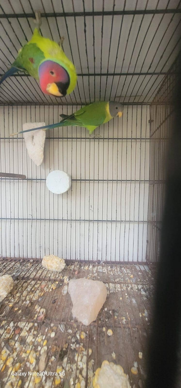 parrot 1