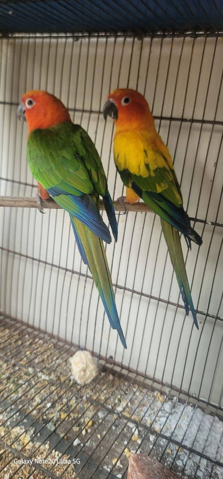 parrot 2