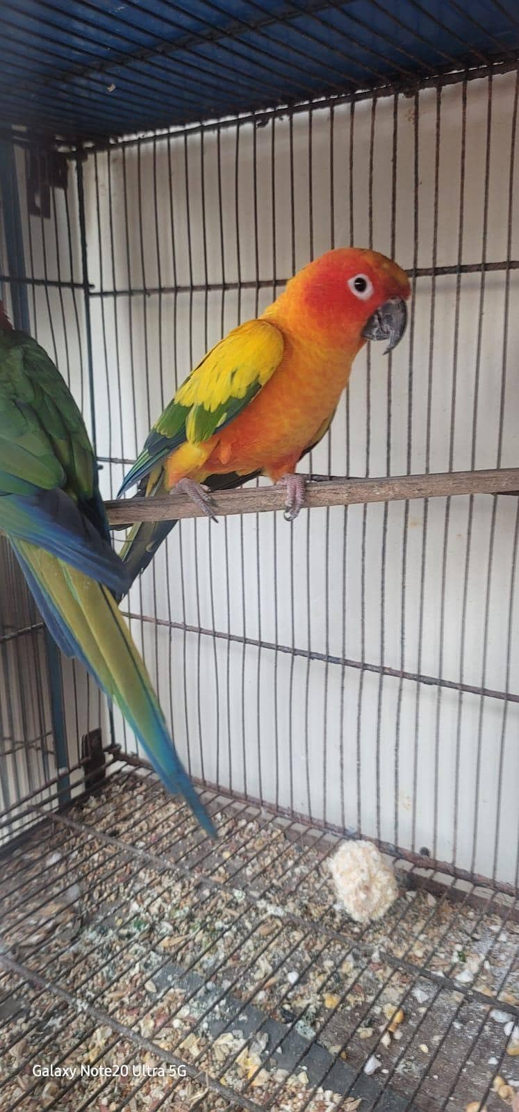 parrot 3