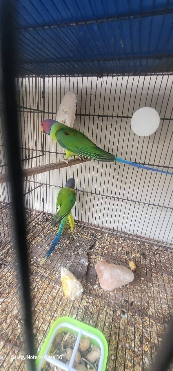 parrot 4