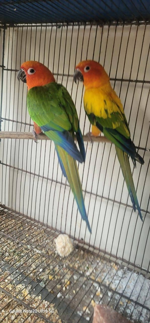 parrot 5