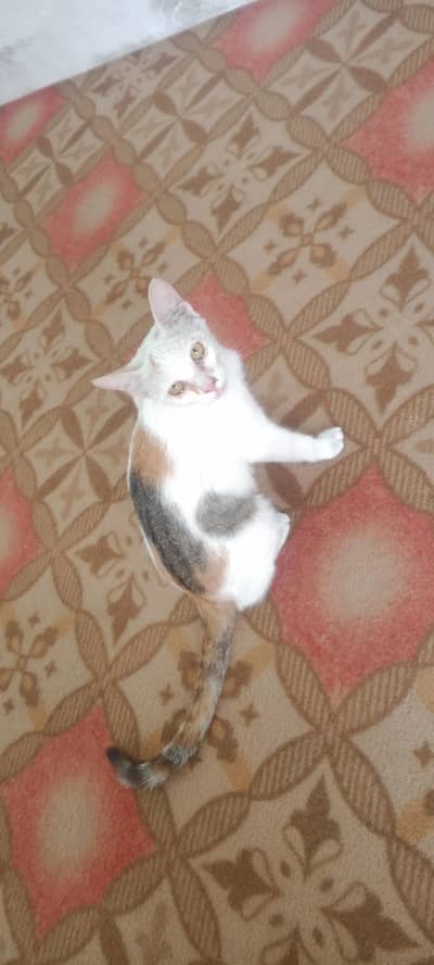 healthy body. fresh cat. cindition 10by10