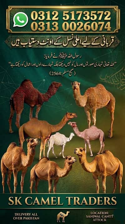 Camels/Bulls/Cows/qurbani camels/qurbani animalsanimals 03125173572