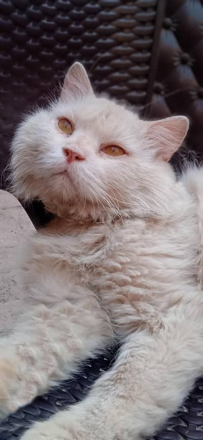 breader Persian cat male