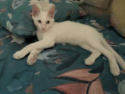 Male kitten tingu