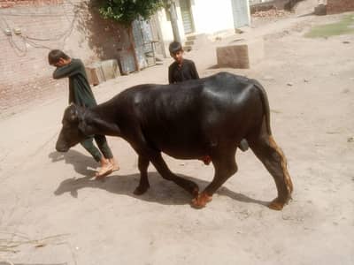 johta for sale 5mun wazn