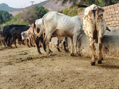 Qurbani janwar 50plus at farm rate Starting Rs 900/kg live weight