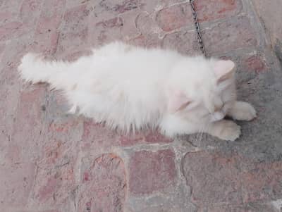 Best Persian Breed for sale .