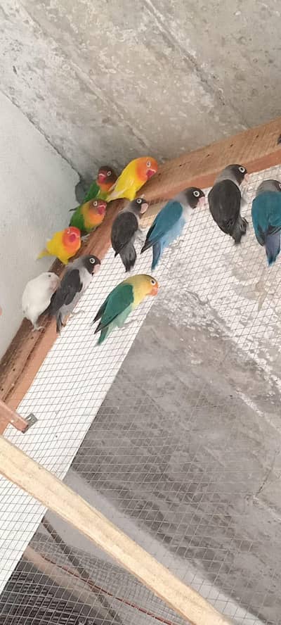 love birds 