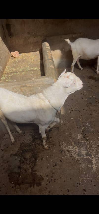 kharkana teda 4 dant heavy weight 03037868620