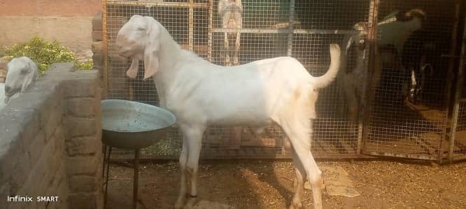 desi Bakra for sale contact WhatsApp 03254345814