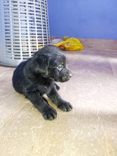 labrador puppy fimele full active he