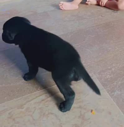labrador puppy fimele full active he