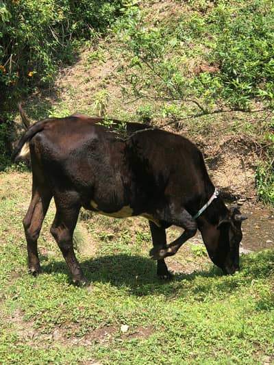 Jersey Cross Wachi