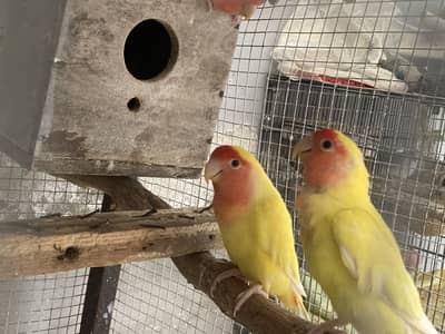 Lutino 3 breeder pair aur ik patha