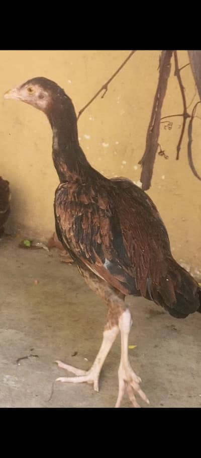 Aseel for sale total 5
