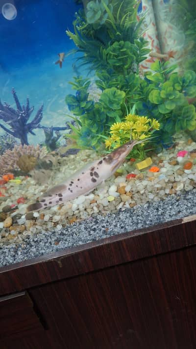 cat fish for sale 2 pice available