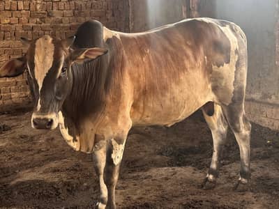 Qurbni janwar