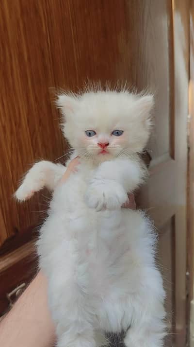 white persian kitten  healthy and active  White Persian Kitten
