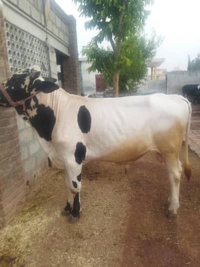 Bull for Qurbani
