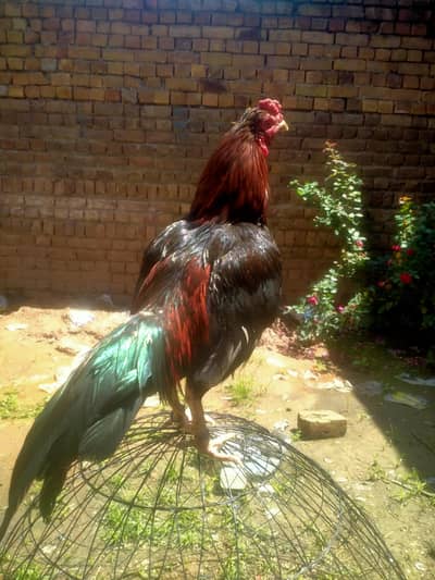 high quality murga
