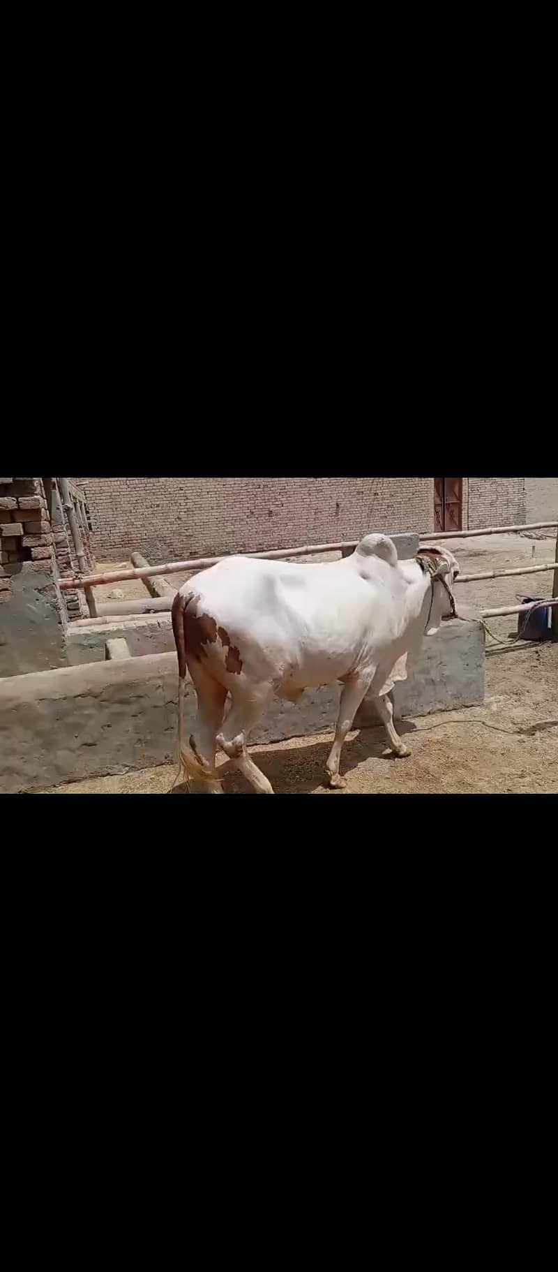 wehry /bachryبچھرے براۓ فروخت 0