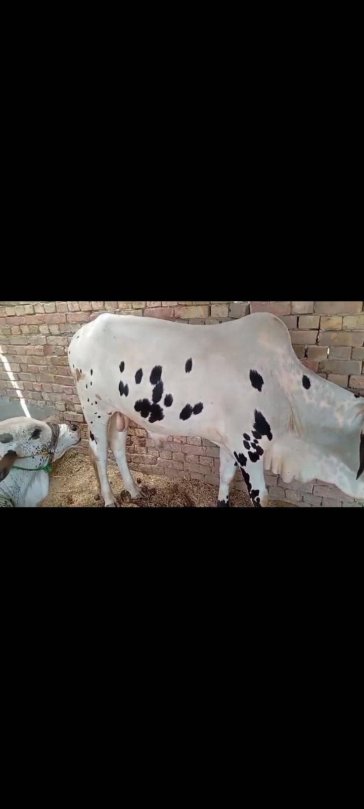 wehry /bachryبچھرے براۓ فروخت 3