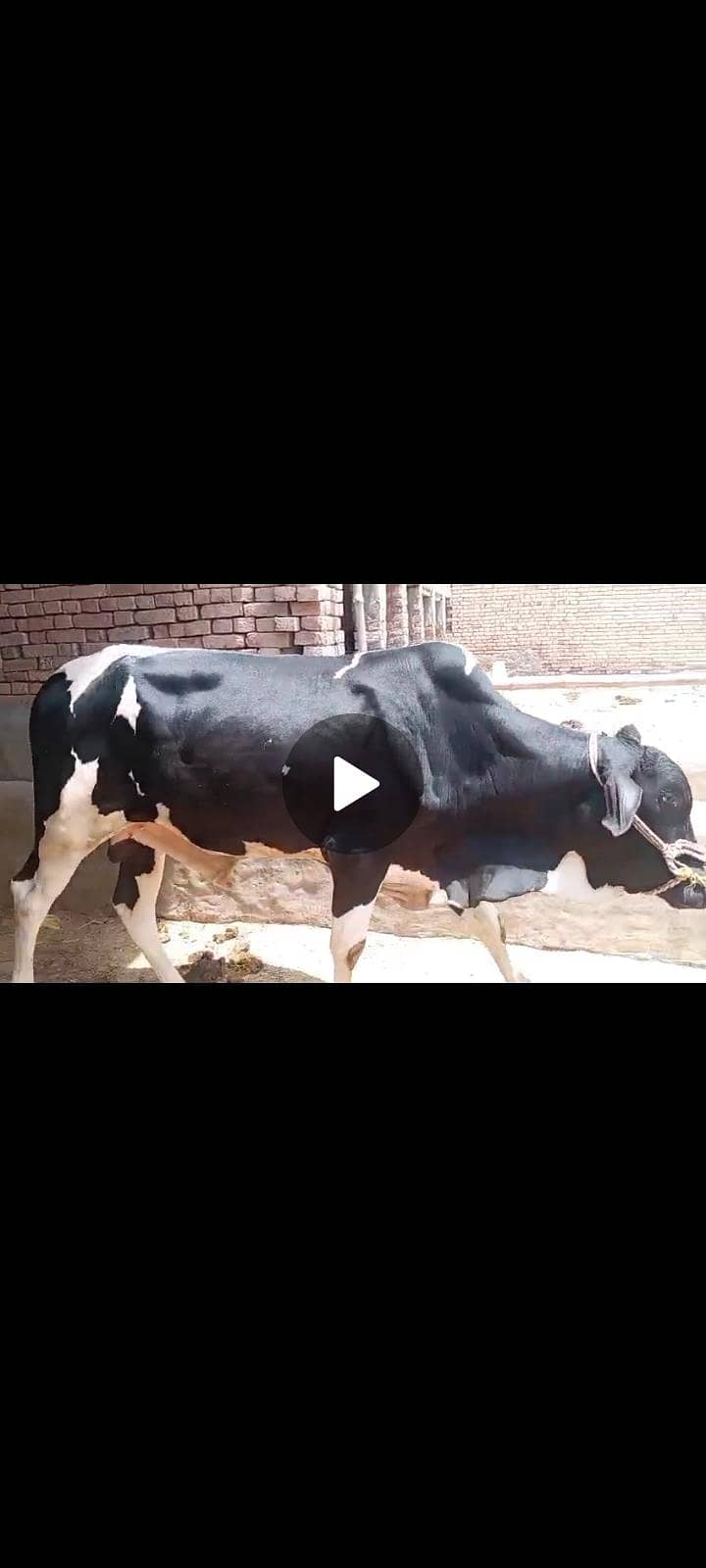 wehry /bachryبچھرے براۓ فروخت 4