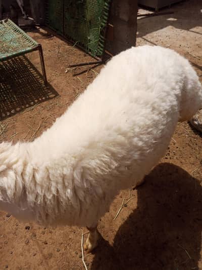 Turkey Dumba