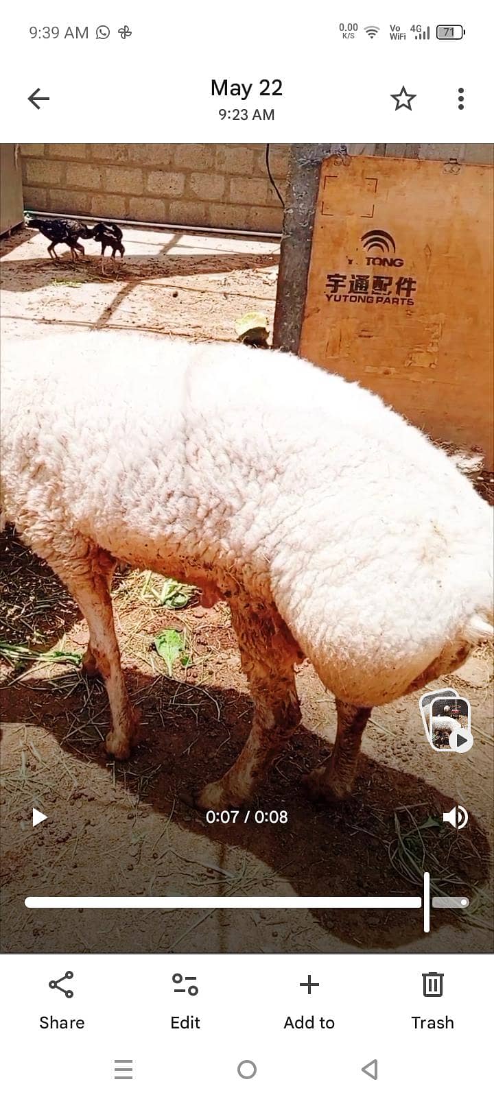 Turkey Dumba 1