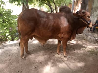 for sale sawhi wal breed meet wait 5man +