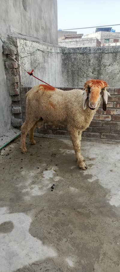 Qurbani sheep for sale