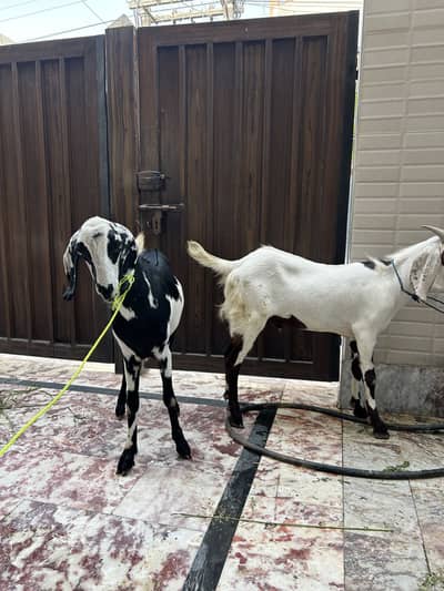 Bakry dondy for qurbani