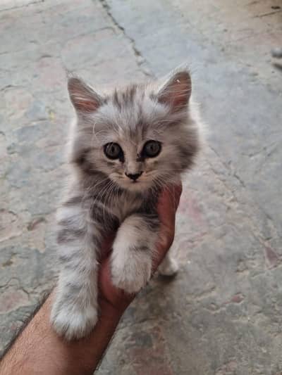 Kitten For sale