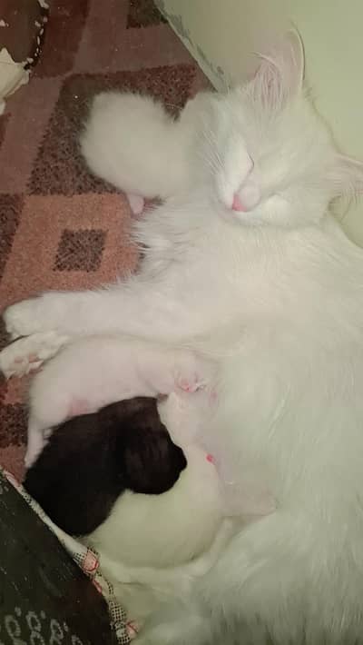 mother cat withs kittens