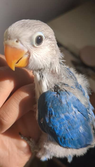 Hand Tame chick, Love Birds Pairs