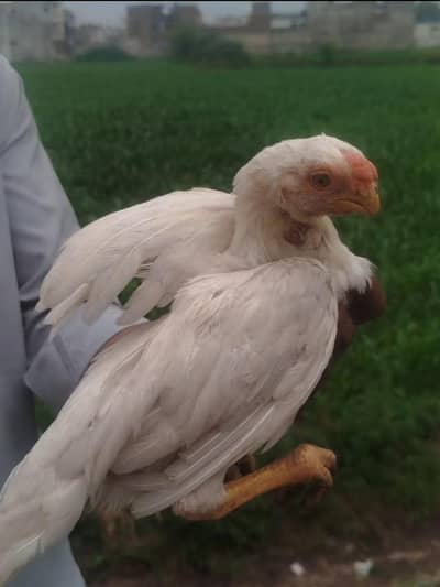 Indian parrot beak male for urgent sale