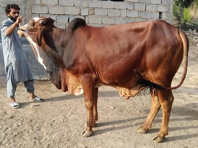 qurbani janwar farm rate per wazan Kay hisaab say starting Rs 900/kg