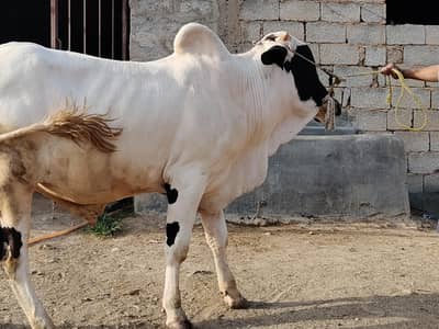qurbani janwar farm rate per wazan Kay hisaab say starting Rs 900/kg
