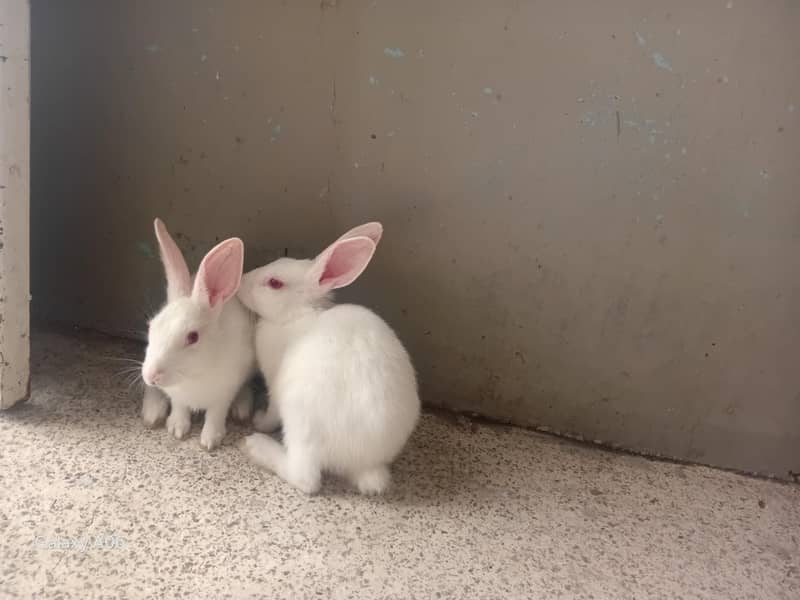 rabit pair 2000 0