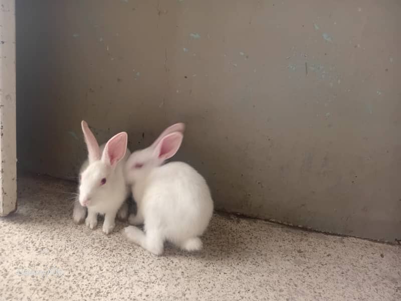 rabit pair 2000 1