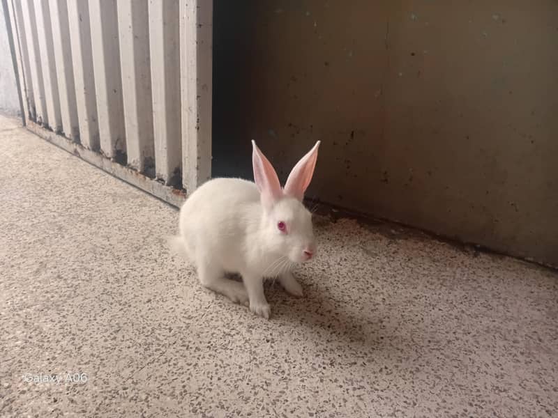 rabit pair 2000 2