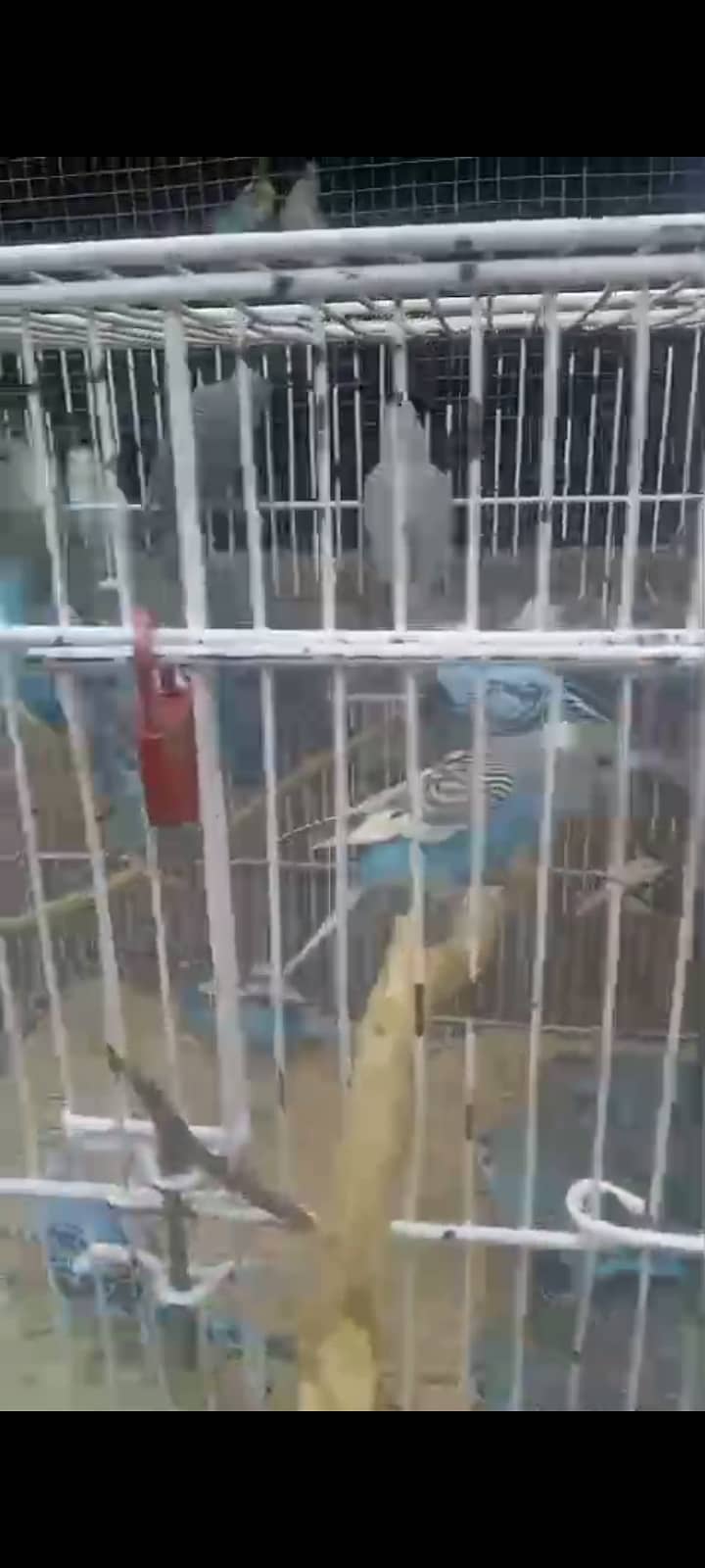 Parrots 0