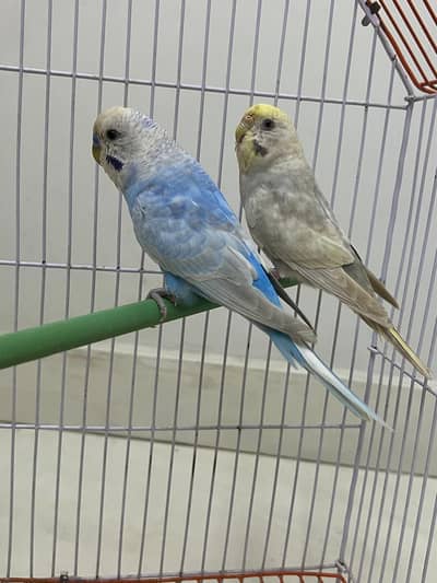 Rainbow  pair  undersize male