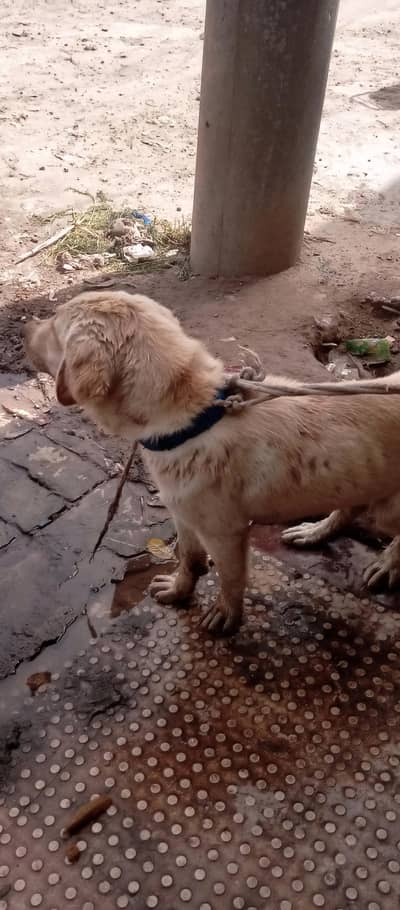 Golden Retriever