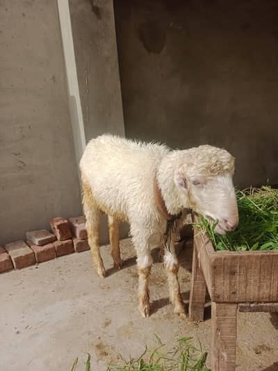 Goats