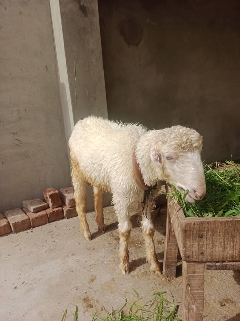 Goats 0